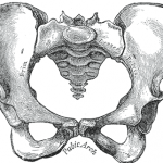 GrayPelvis